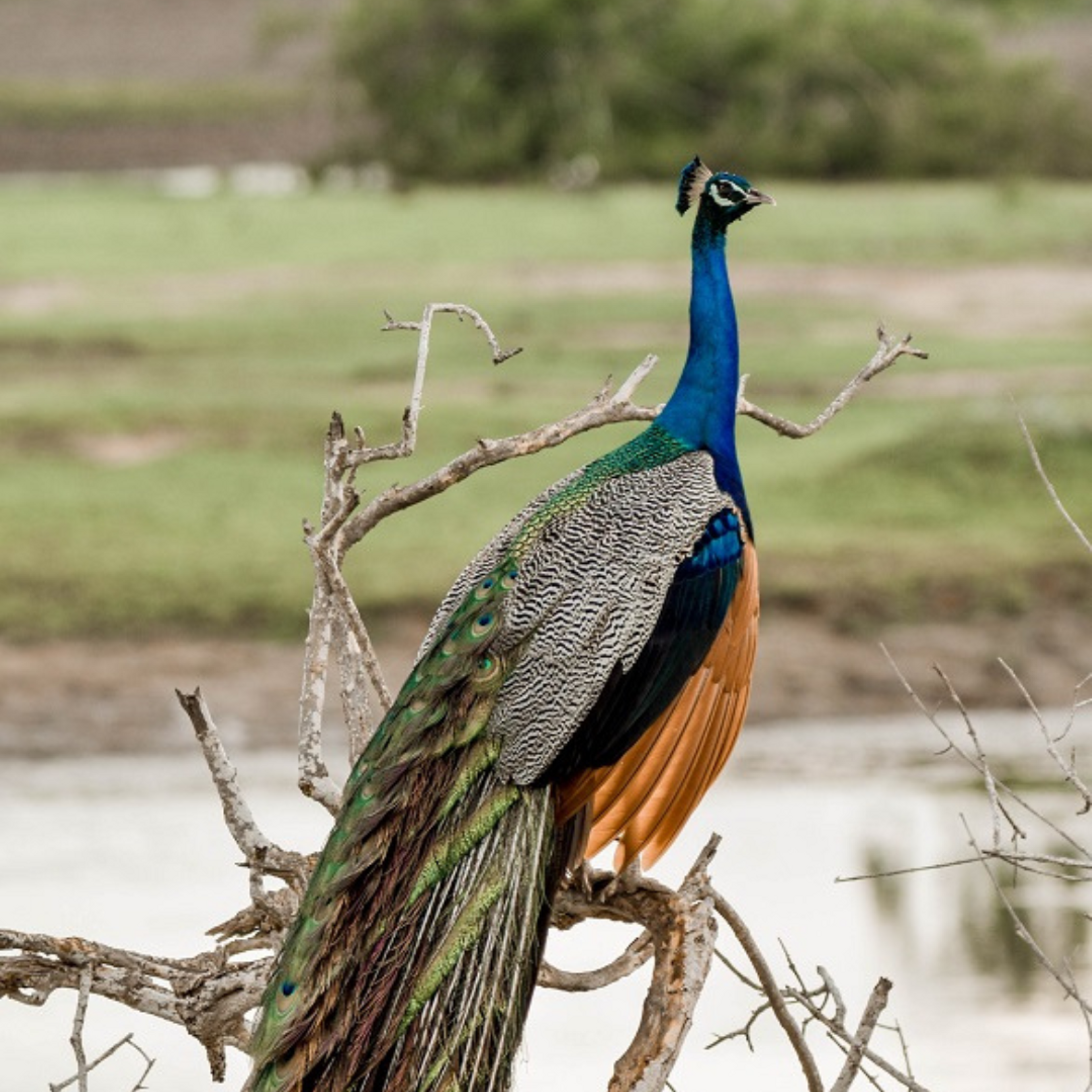 tour Wild Ceylon