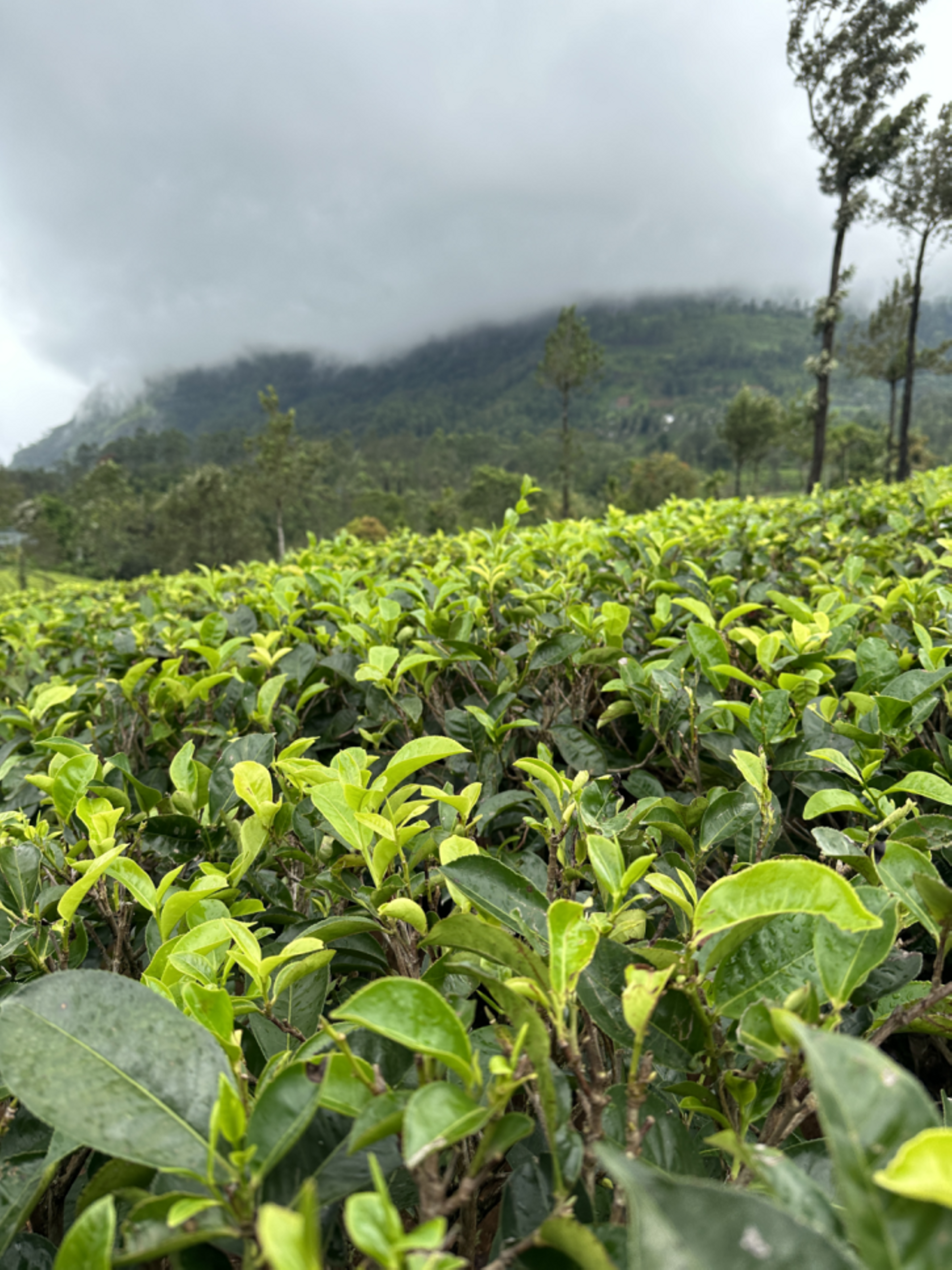 destinations Nuwara Eliya